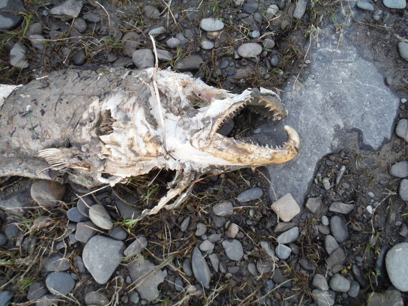 End of the cycle - remains of upper Wye cock kelt